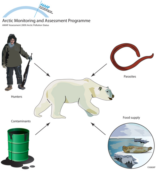 Animals such as polar bears are exposed to a number of stressors that can lead to adverse health effects (map/graphic/illustration)