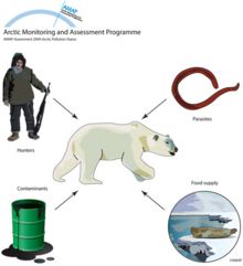 Animals such as polar bears are exposed to a number of stressors that can lead to adverse health effects