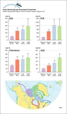 Migration patterns of four main stocks of eider ducks from the Canadian Arctic Organochlorines in the same four stocks