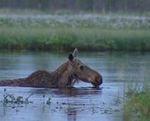 An elk enjoying a swim in the Baltic