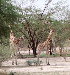 Giraffe, Waza National Park