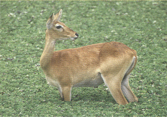 Gazelle, Waza National Park