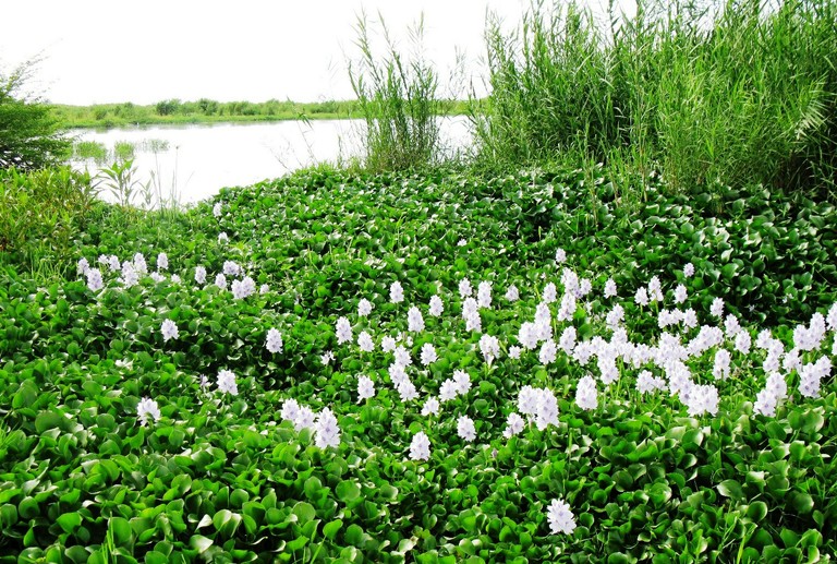 Hyacinth1.jpg  Hyacinth 1 