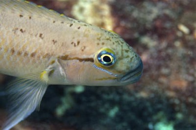 Fish closeup blue eye