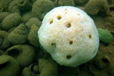 Sponge Neothaumashells