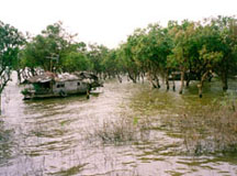 Houseboat in the flooded forest in Siem Reap, Cambodia