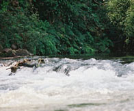 Riffles.  Mekong tributary, Sayabouri Province, Lao PDR