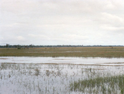Plain of Reeds, Mekong Delta, Viet Nam