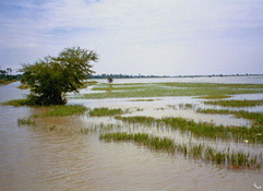 Ricefields, Floodplain, Wet season, Kampong Chhnang Province, Cambodia