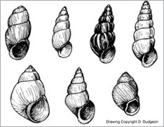 stenothyrid and pomatiopsid snails