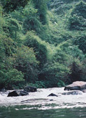   Mountain stream flowing through thick forest, Sayabouri Province, Lao PDR