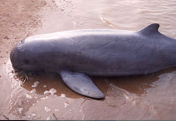 Net casualty. Dolphin dead on beach. Copyright Ian Baird