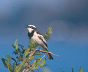 Mekong Wagtail