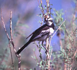 Mekong Wagtail
