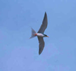 River Tern