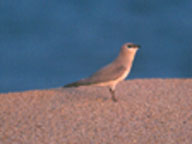 Small Pratincole
