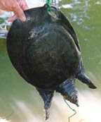 Softshell Turtle
