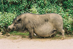 Pig near Udmxay, Lao PDR