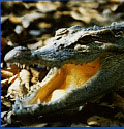 crocodile