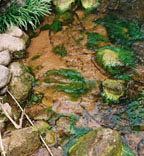 algae