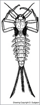 A streamlined Ephemeroptera larva (Baetidae)