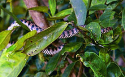 Snake,  Battambang Province, Cambodi