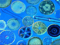 Collection of diatoms
