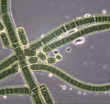 Cyanobacteria