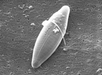 Navicula sp., a diatom