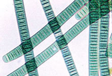 Cyanobacteria