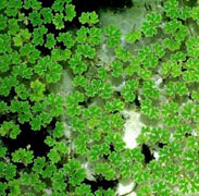 Azolla sp.