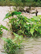 Rooted aquatic vegetation