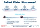 Image of Poster Ballast Water Stowaways!