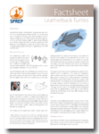 Leatherback Turtles Factsheet