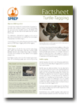 Turtle Taggin Factsheet