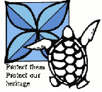 sea turtle drawing
