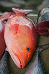 fish_in_seychelles_market.jpg