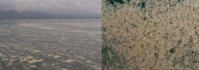 image007.gif
