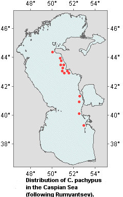 Distribution of C. pachypus in the Caspian Sea