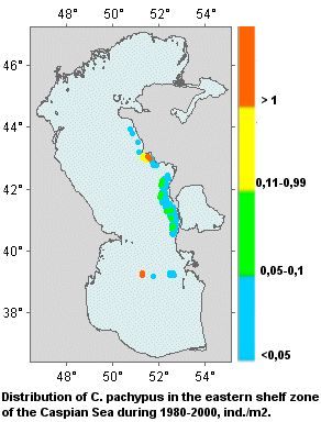 Distribution of C. pachypus in the eastern shelf zone