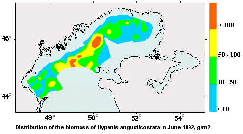 Distribution of the biomass of Hypanis angusticostata in June 1992
