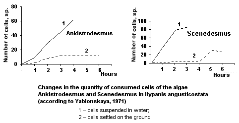 Changes in the quantity of consumed cells of the algae Ankistrodesmus and Scenedesmus in Hypanis angusticostata