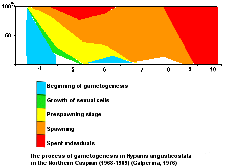 The process of gametogenesis in Hypanis angusticostata in the Northern Caspian (1968-1969)
