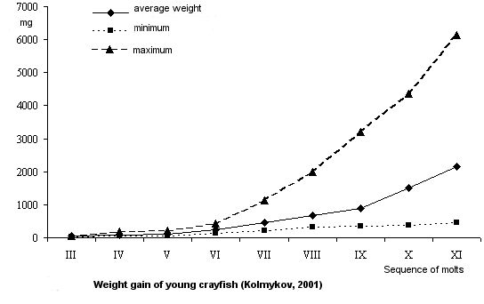 Weight gain of young crayfish (Kolmykov, 2001)