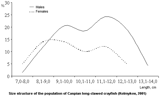 Size structure of the population of Caspian long-clawed crayfish (Kolmykov, 2001)
