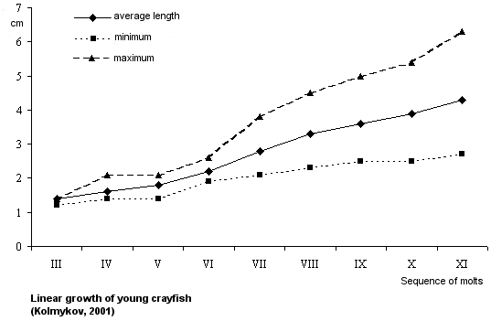 Linear growth of young crayfish (Kolmykov, 2001)