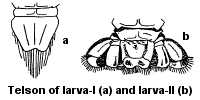 Telson of larva-I (a) and larva-II (b)