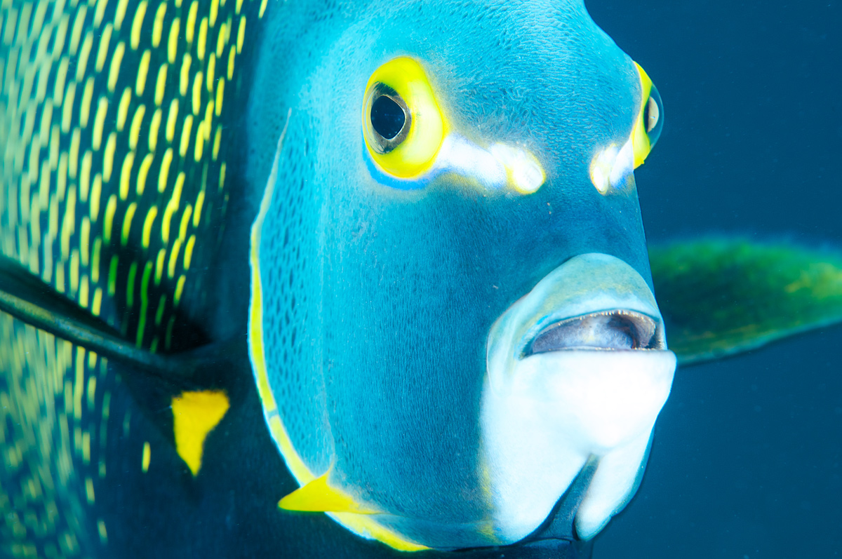 Angelfish