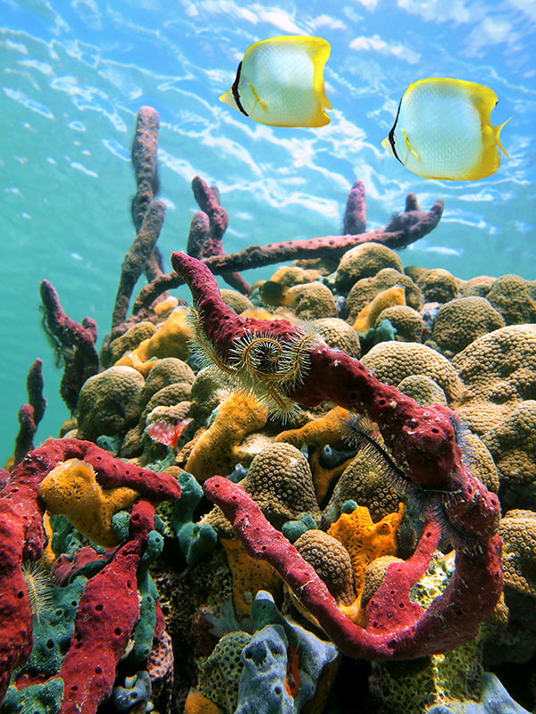 Coral reef