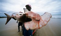 Chinese appetite for shark fin soup devastating Mozambique coastline